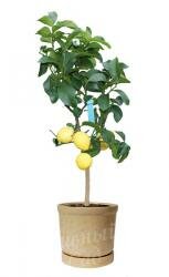 Лимонное дерево (цитрофортунелла)