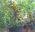 Мандариновое дерево 250см